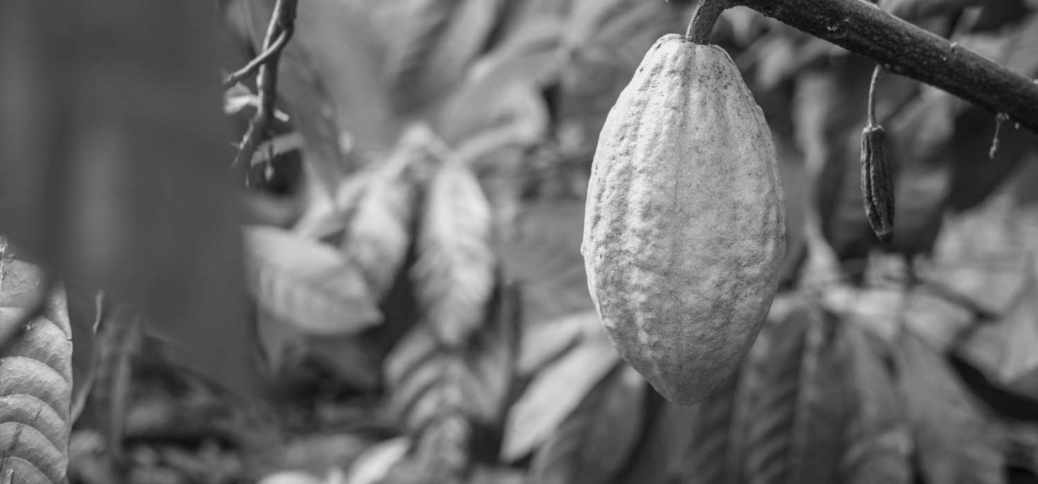 Cocoa - Agro Blog