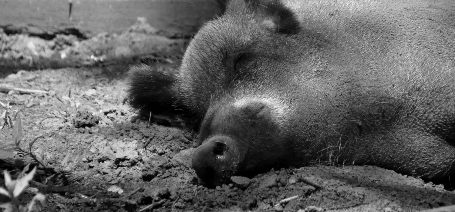 Hog - Agro Blog